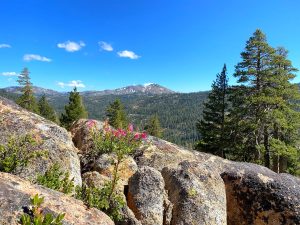 Typical View just off Highway 4 at about 7000 feet in the Stanislaus National Forest